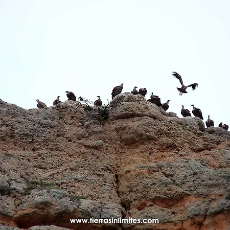 Del Medievo אורחן *